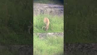Nice young 9pt buck! #whitetailcountry #whitetailbuck #deerwoods #wildanimalshorts #huntingshorts
