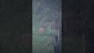 9pt buck with split off his left G3.