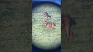 9pt buck still in velvet.