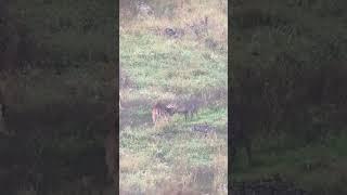First bucks I've seen sparring this year.