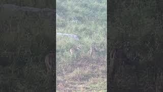 Love the look of this 9pt!
