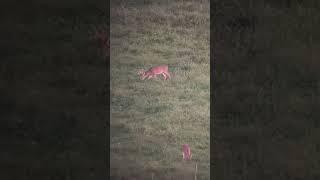 Tall 8pt but he doesn’t have mass.