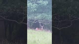 Last video I got of my favorite buck, Ole Faithful.