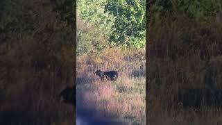Another angle on a massive black bear!