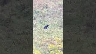 Black bear stopping to scent the air.