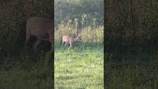 Good looking buck!